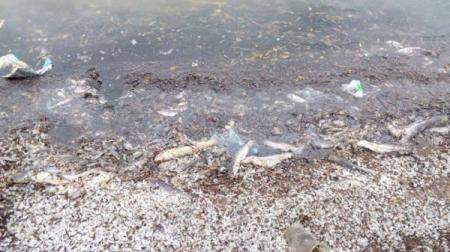 Из-за жары массово гибнет рыба в водоемах Одесской области 