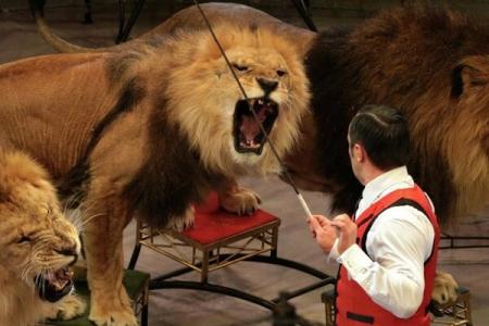 Шесть цирковых львов приютил реабилитационный центр для хищников в Запорожской области