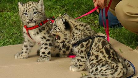 Бум на экзотику: почем в Украине продают тигров и леопардов и чем это опасно