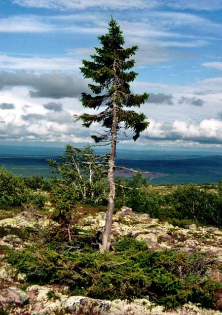 Ученые сосчитали возраст самых старых деревьев