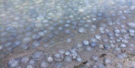 Туристи знову потопають в морі медуз в Кирилівці