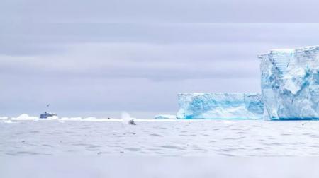 Самый большой антарктический айсберг растаял 