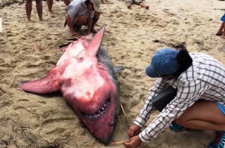 На берег в США вынесло красную акулу
