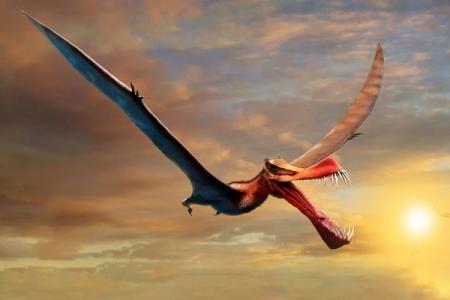Настоящий дракон: Найдена крупнейшая летающая рептилия Австралии 