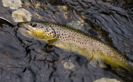 Популяцию королевской рыбы восстанавливают в горных реках Буковины