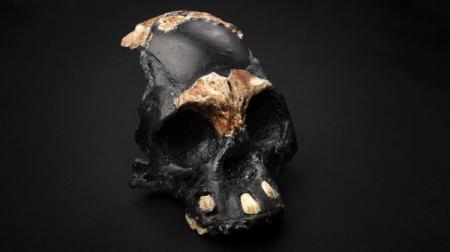 Обнаружен древний предок человека 