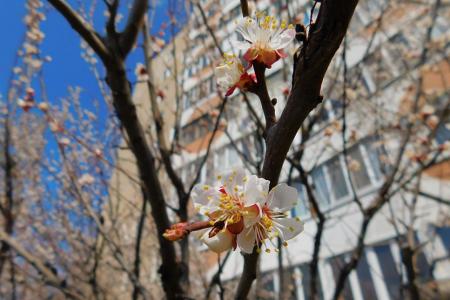 Солнечно и по-весеннему тепло: какой будет погода в Украине 11 апреля
