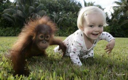 У обезьян и детей общий язык жестов