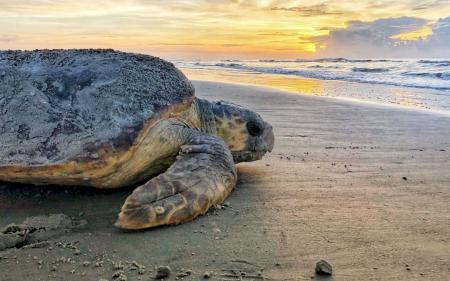 В Іспанії вчені знайшли скамʼянілості морської черепахи завбільшки з легковик