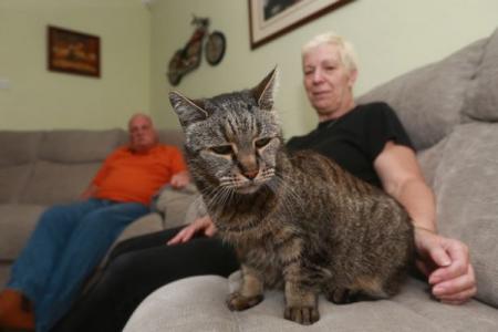 В Великобритании умер самый старый кот в мире в возрасте 32 лет