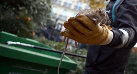 Париж наводнили крысы из-за поднятия воды в Сене