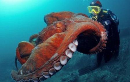 В Тихом океане обнаружили новый вид гигантских осьминогов