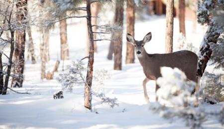 Зимовий фінал: морози, лід і трохи снігу