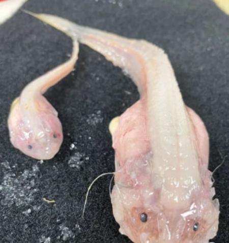 Вчені зафіксували найглибшу рибу, яку коли-небудь бачили у світі: який вигляд вона має 