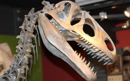 Археологам вдалося знайти череп динозавра віком майже 100 млн років
