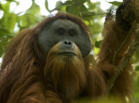 Обнаружен новый редчайший вид человекообразных обезьян 