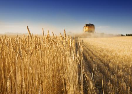 Украина экспортировала первый миллион зерновых нового урожая