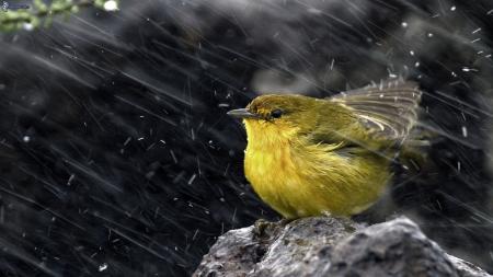 bird-rain-161615