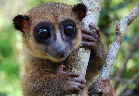 На Мадагаскаре нашли новый вид лемуров