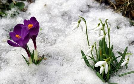 До України повернулася зима: 29 березня будуть сніг, сильний вітер і мороз до - 5°