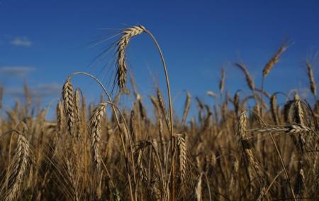 Китай відмовився купувати у Росії зерно, - Bloomberg
