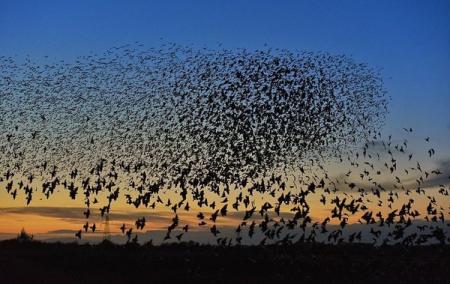 В Херсонской области погибли около пяти тысяч диких птиц