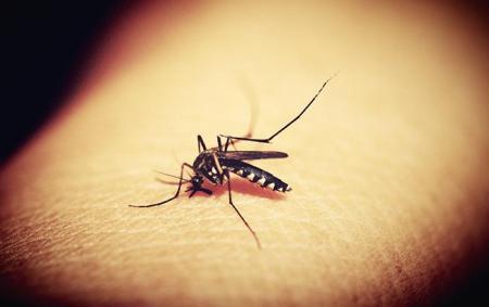 mosquitoe__pixabay_com__650x410