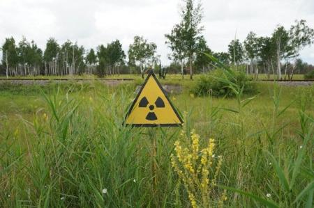 Поля навколо Чорнобиля визнали придатними для сільського господарства — дослідження