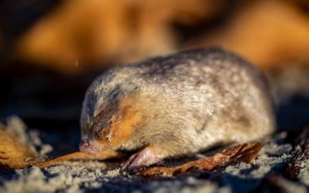 У ПАР знайшли тваринку, яка вважалася вимерлою: який вигляд вона має
