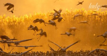 08a64a2b461e8b32cd86d7aa2f14c8b4_18.08.25