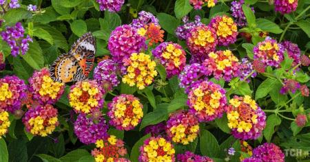 08cddea729170cf58f630efb7b46e2cb_13.09.25