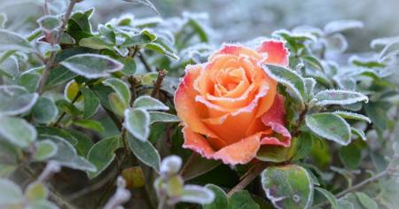 На Київщині очікуються перші заморозки