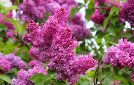 109906-1_large_12.05.25
