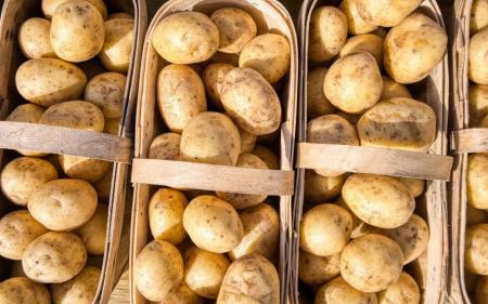 В Україні здешевшала картопля