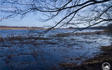 Велика вода прийшла незвично рано: у Чорнобильському заповіднику повідомили про весняну повінь