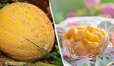 Названо стовідсоткову ознаку солодкої дині: є тільки у найстигліших плодів