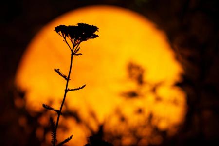 Суперповня 7 жовтня 2025: коли спостерігати та астрологічний прогноз для знаків Зодіаку