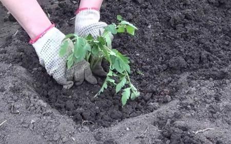 Що потрібно покласти в лунку під час садіння помідорів, щоб вони не хворіли та дали здоровий врожай