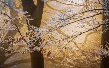 Дощ, сніг і похолодання: синоптики прогнозують погіршення погоди в Україні
