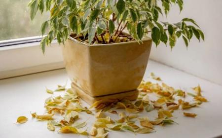 Чому на фікусі обсипається листя: 5 основних причин та як цьому запобігти