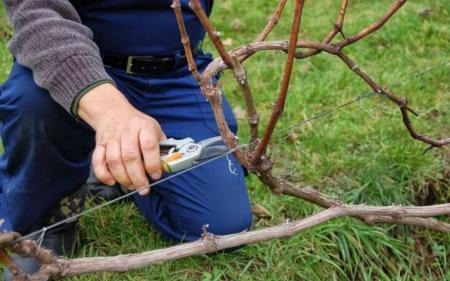 Що потрібно зробити з виноградом навесні, щоб влітку бути з врожаєм: корисні поради