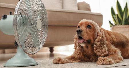 Якою буде погода в Україні 6 серпня: де чекати на спеку і дощі