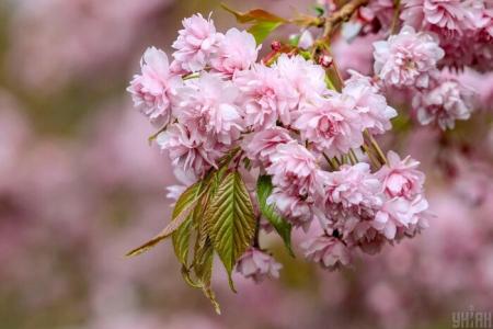 Тепло, хмарність та подекуди грози: прогноз погоди на 29 квітня