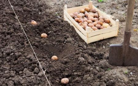 Що покласти в лунку під час садіння картоплі