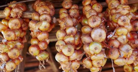 Як зберегти цибулю до весни