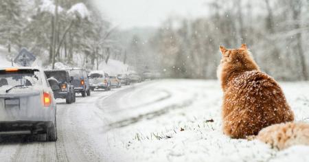 Якою буде зима: кліматологиня приголомшила прогнозом