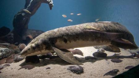 Найстарша акваріумна риба: скільки їй років та який має вигляд