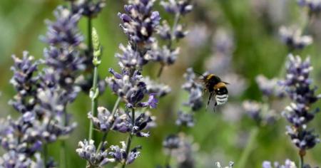 3852d7c1d7ad02ec5ed0cda1115a66d5_19.05.25_1