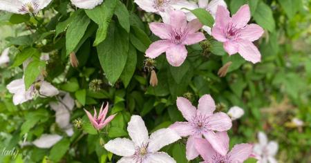 Гороскоп на 20 липня для всіх знаків зодіаку: день, коли не варто боротися з відсутністю ентузіазму