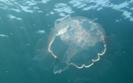 Ховається на глибині від людей: біля берегів Антарктиди зафільмували 10-метрову медузу